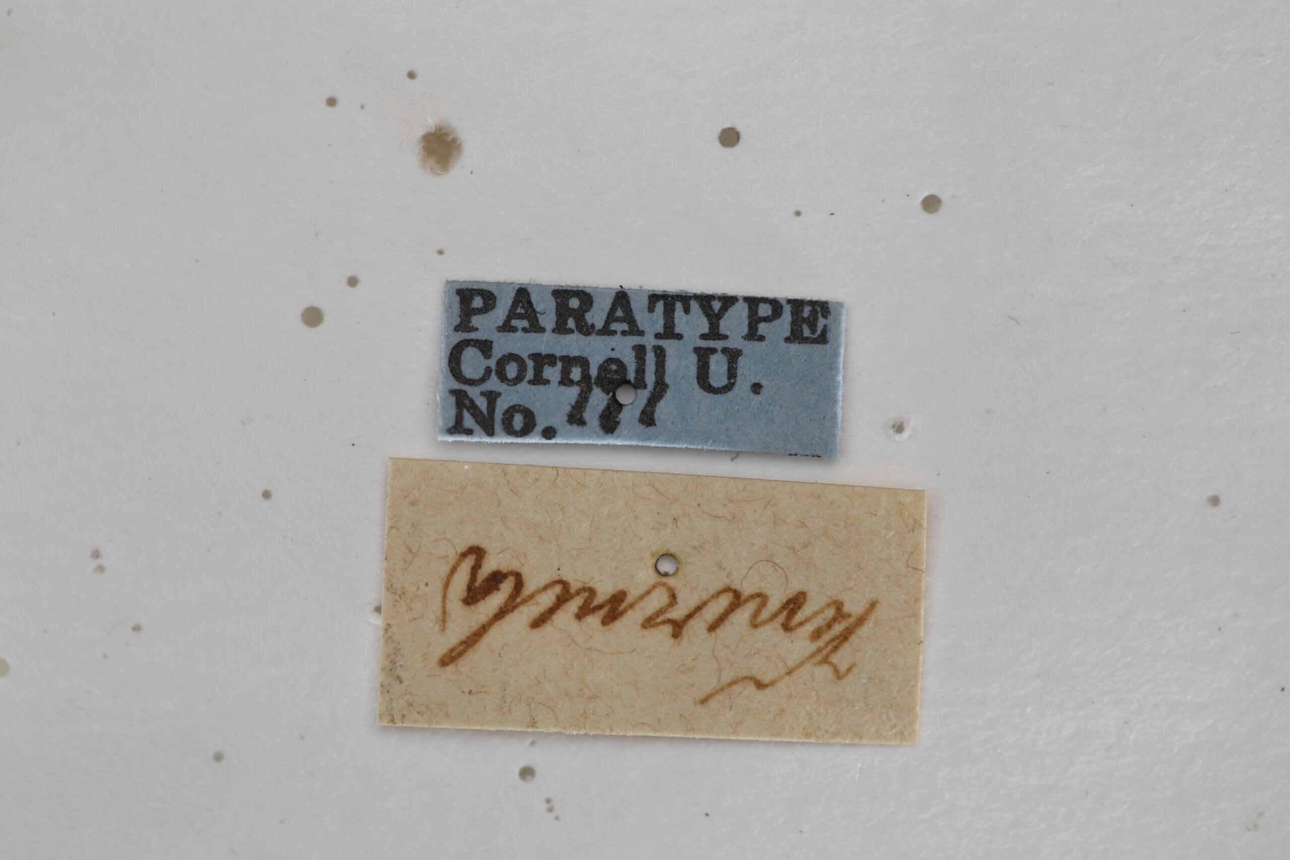 label view of adult Campsomeris ianthina