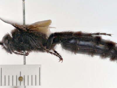 lateral view of adult Campsomeris ianthina