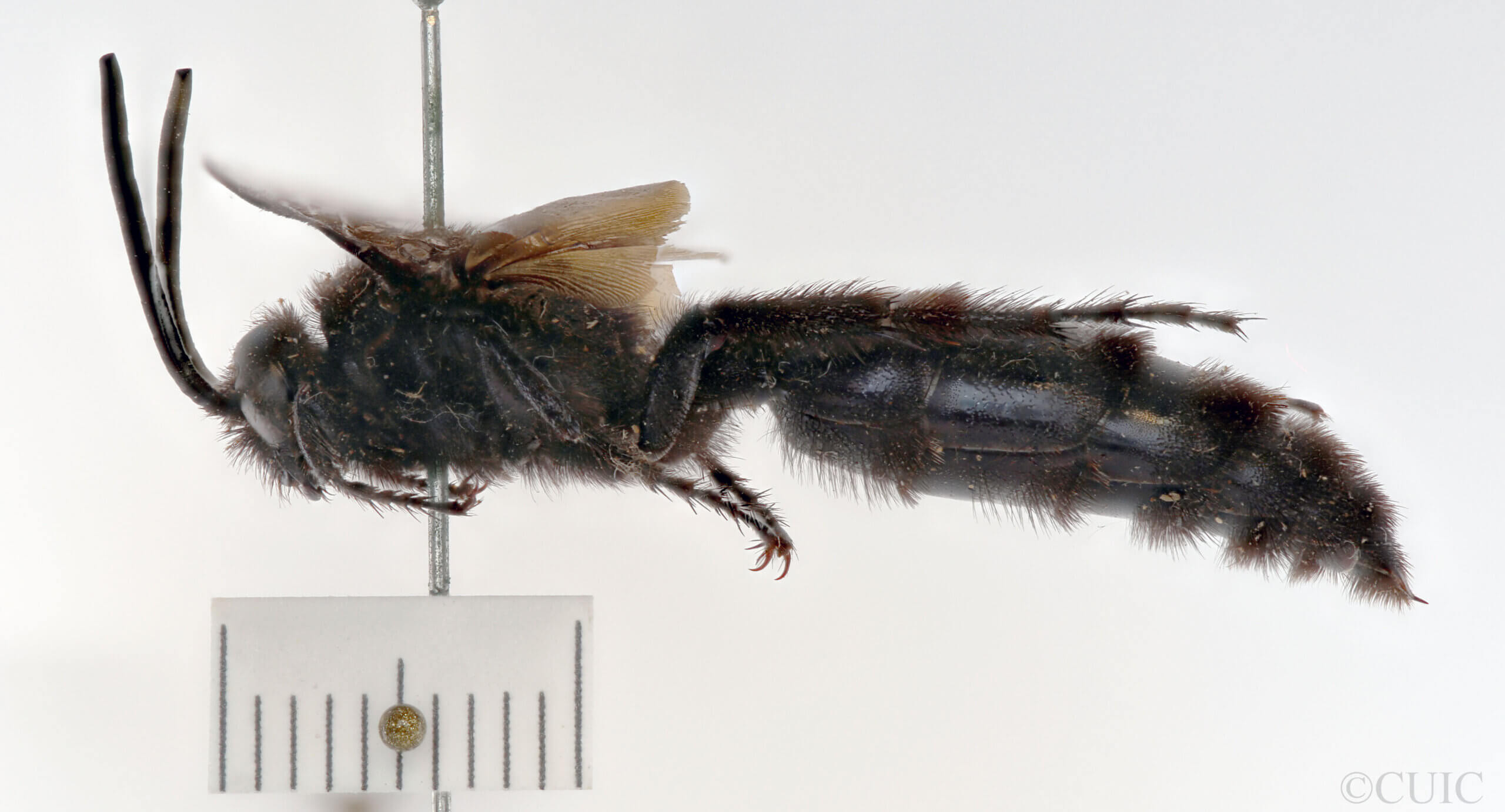 lateral view of adult Campsomeris ianthina