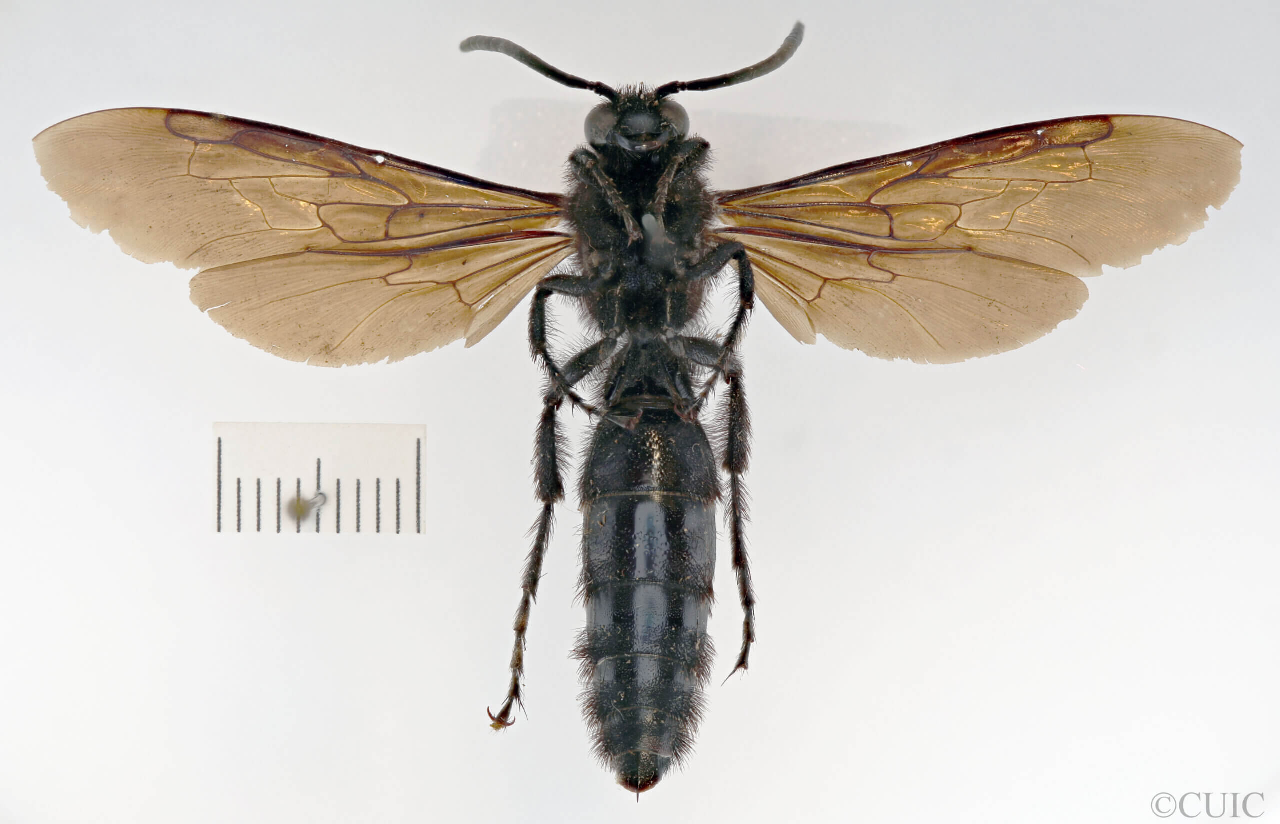 ventral view of adult Campsomeris ianthina