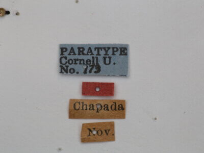 label view of adult Campsomeris nigrans