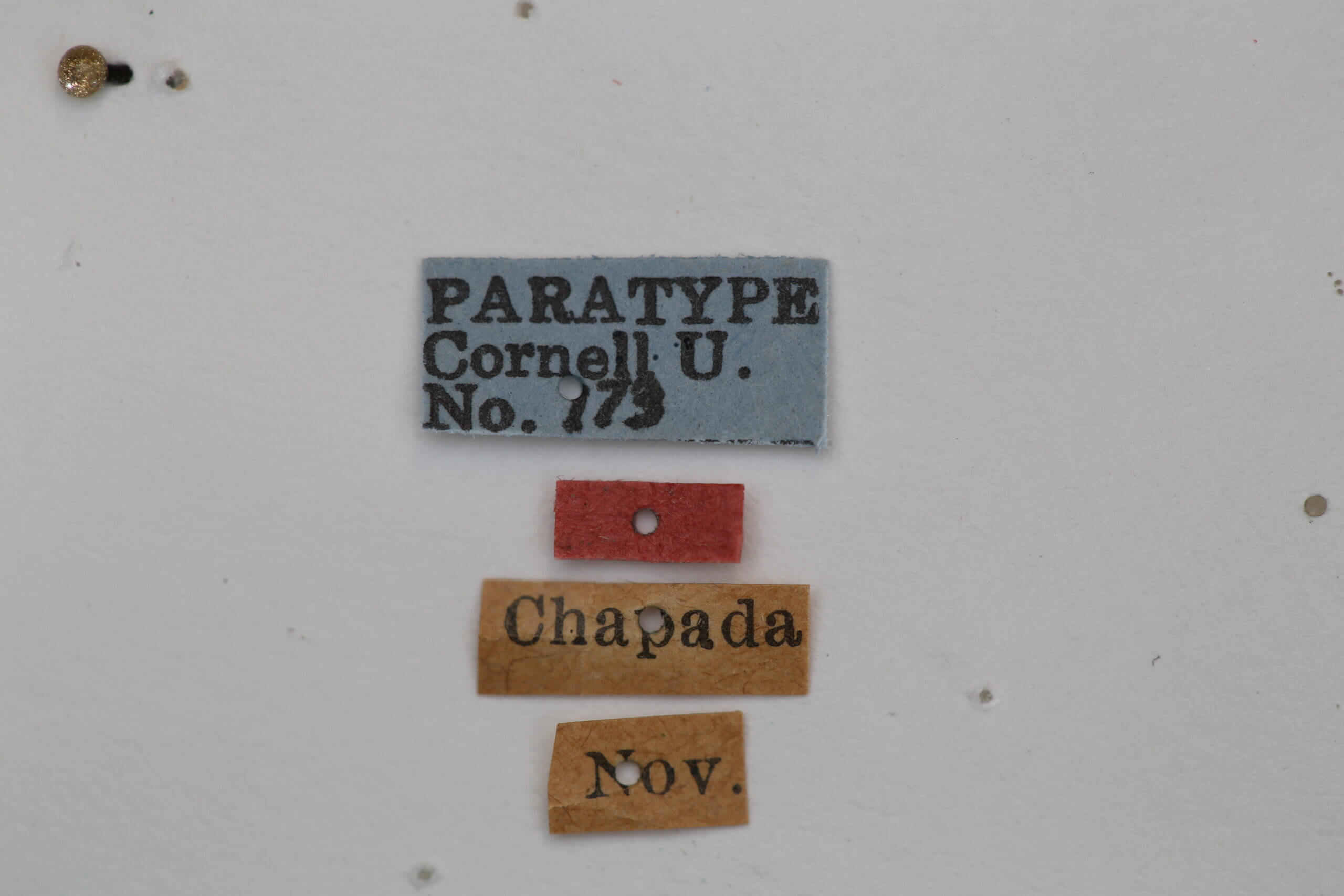 label view of adult Campsomeris nigrans