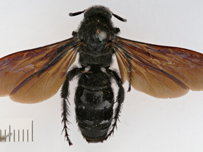 dorsal view of adult Campsomeris nigrans