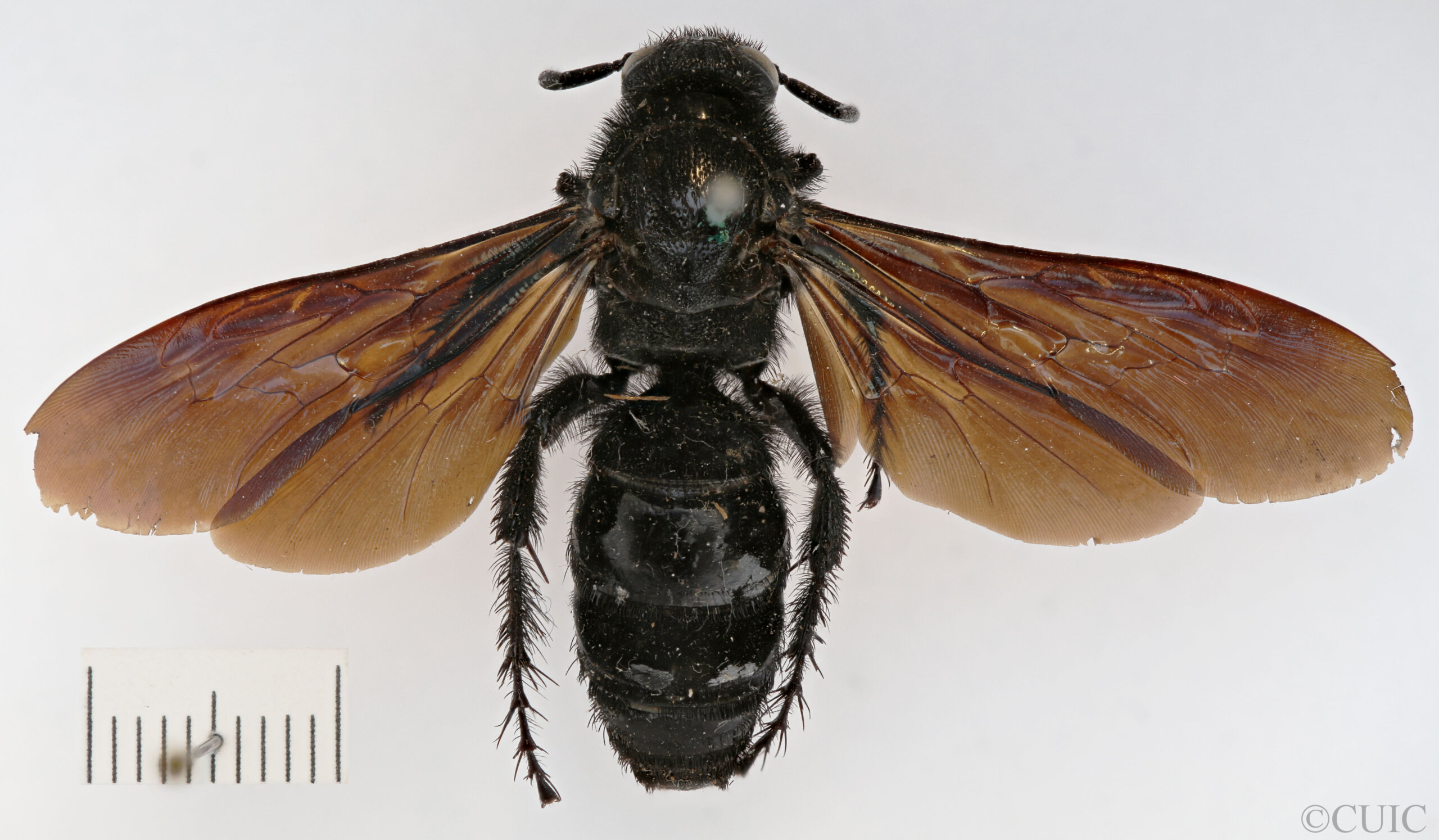 dorsal view of adult Campsomeris nigrans