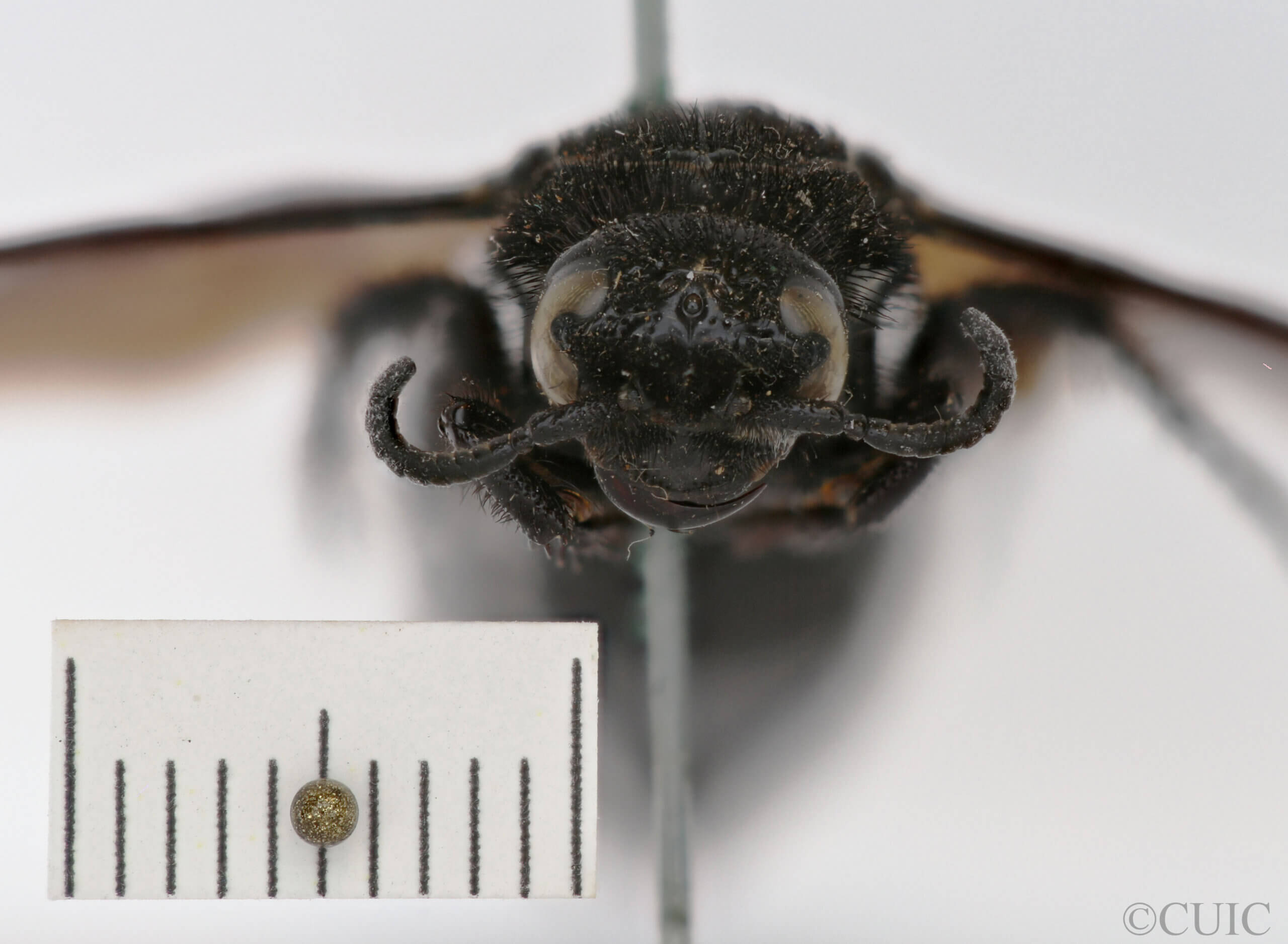 adult Campsomeris nigrans