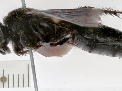 lateral view of adult Campsomeris nigrans