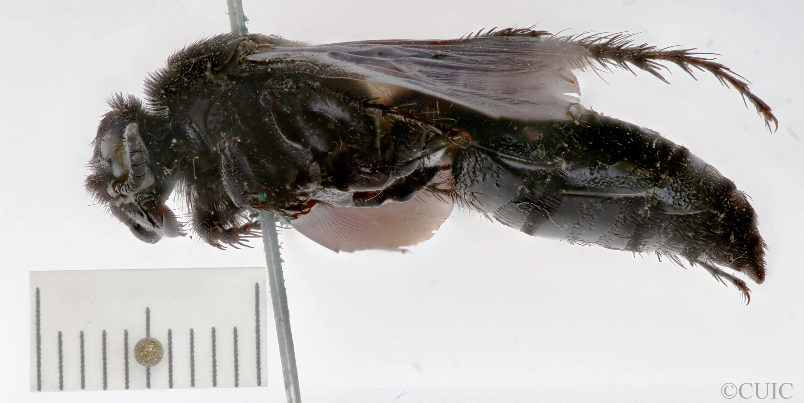 lateral view of adult Campsomeris nigrans