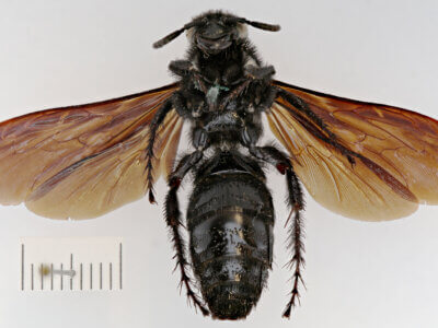 ventral view of adult Campsomeris nigrans