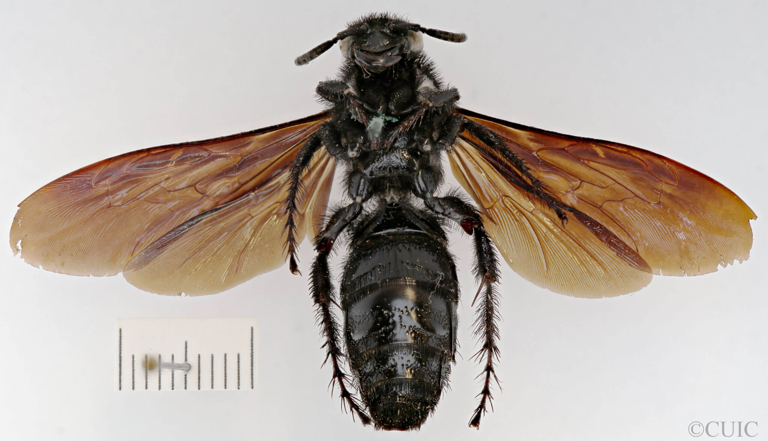 ventral view of adult Campsomeris nigrans