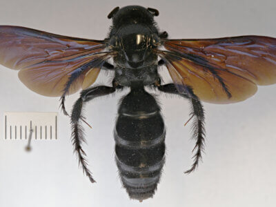 dorsal view of adult Campsomeris regifica