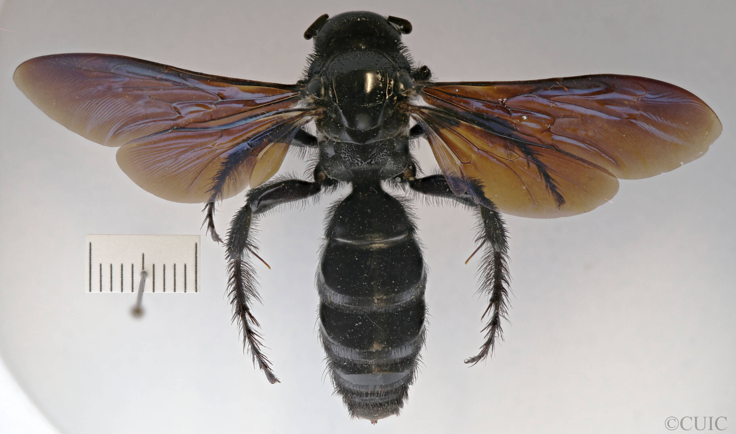 dorsal view of adult Campsomeris regifica