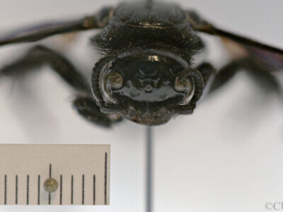 adult Campsomeris regifica