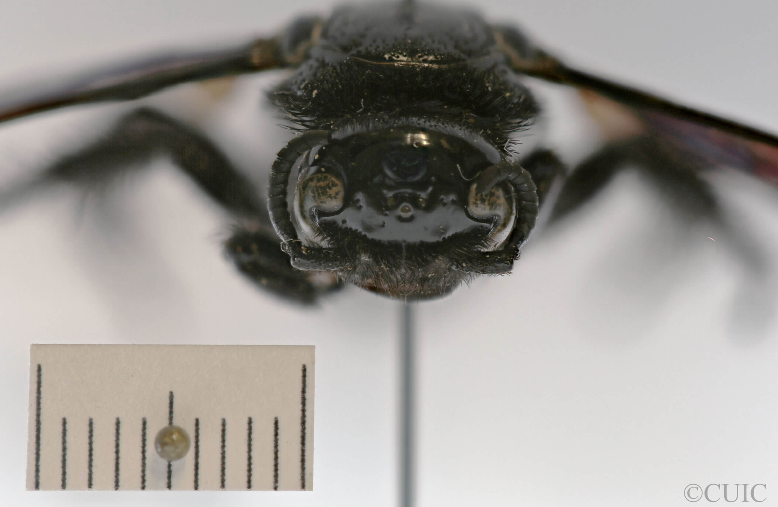 adult Campsomeris regifica