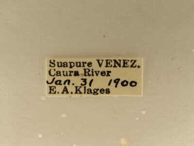 label view of adult Campsomeris regifica