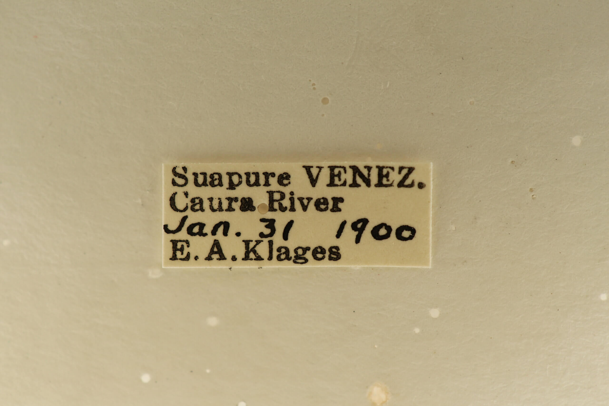label view of adult Campsomeris regifica