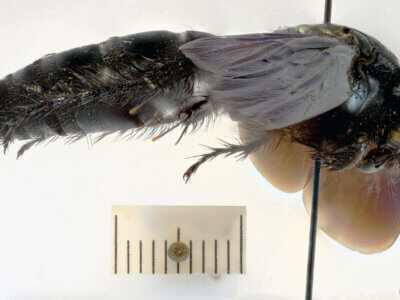 lateral view of adult Campsomeris regifica