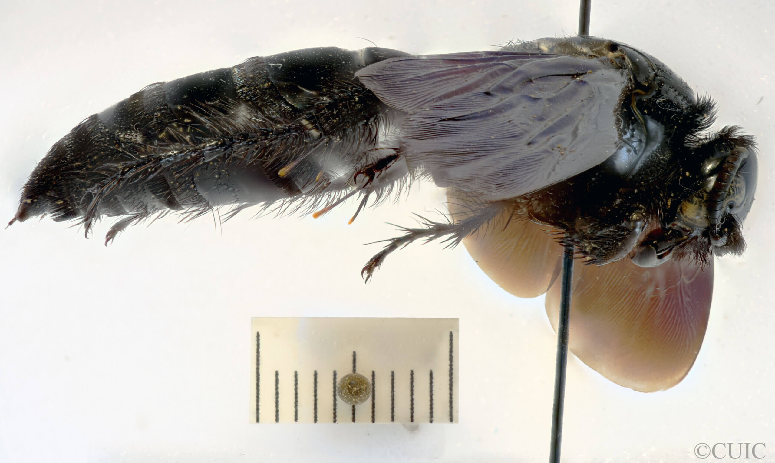 lateral view of adult Campsomeris regifica