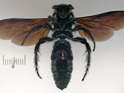 ventral view of adult Campsomeris regifica