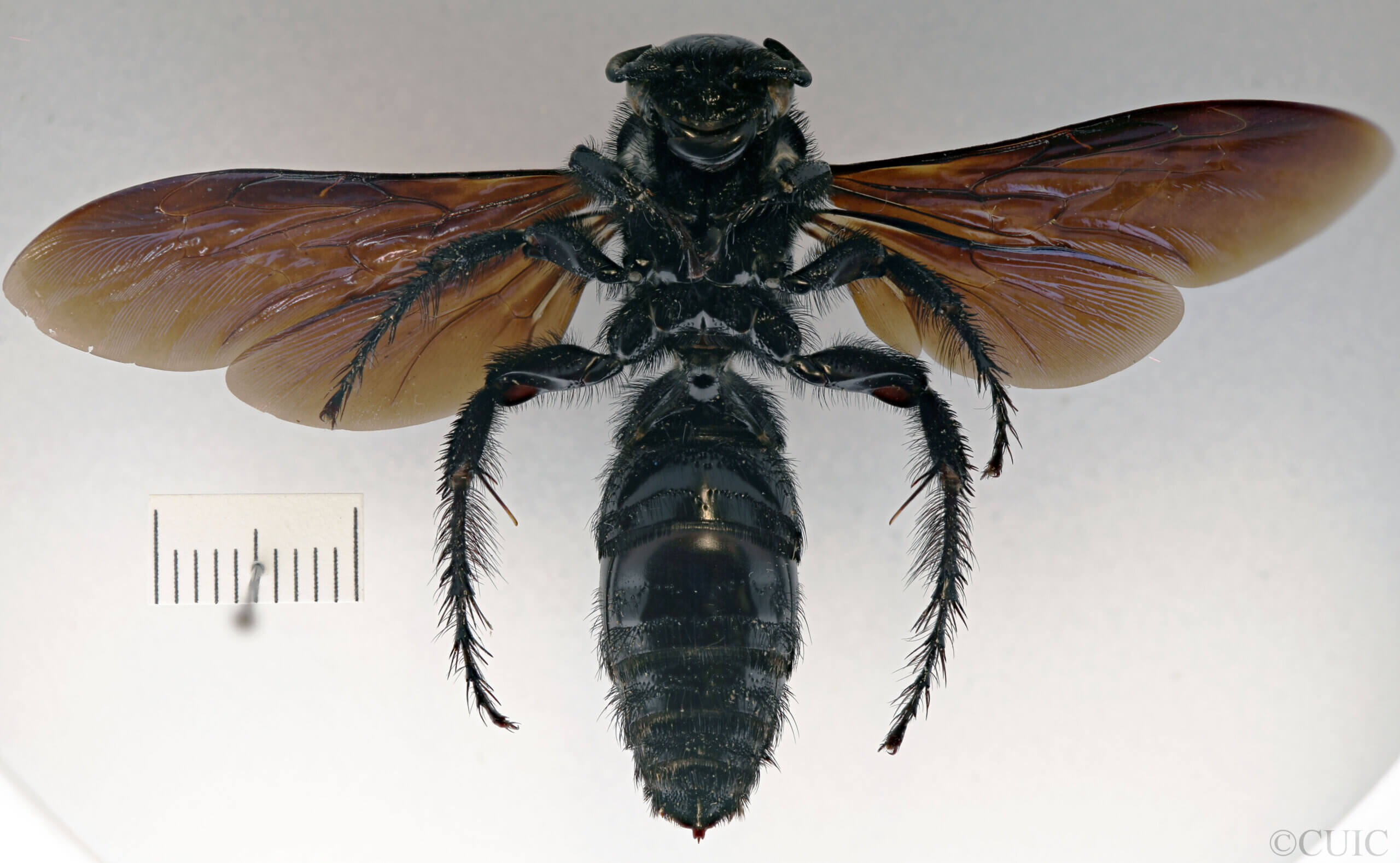 ventral view of adult Campsomeris regifica
