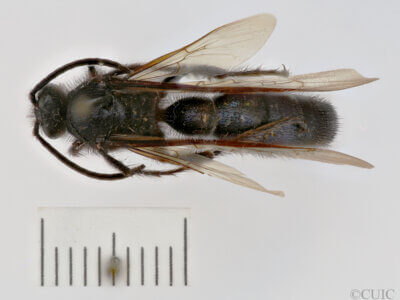 dorsal view of adult Campsomeris sanctae-theresa