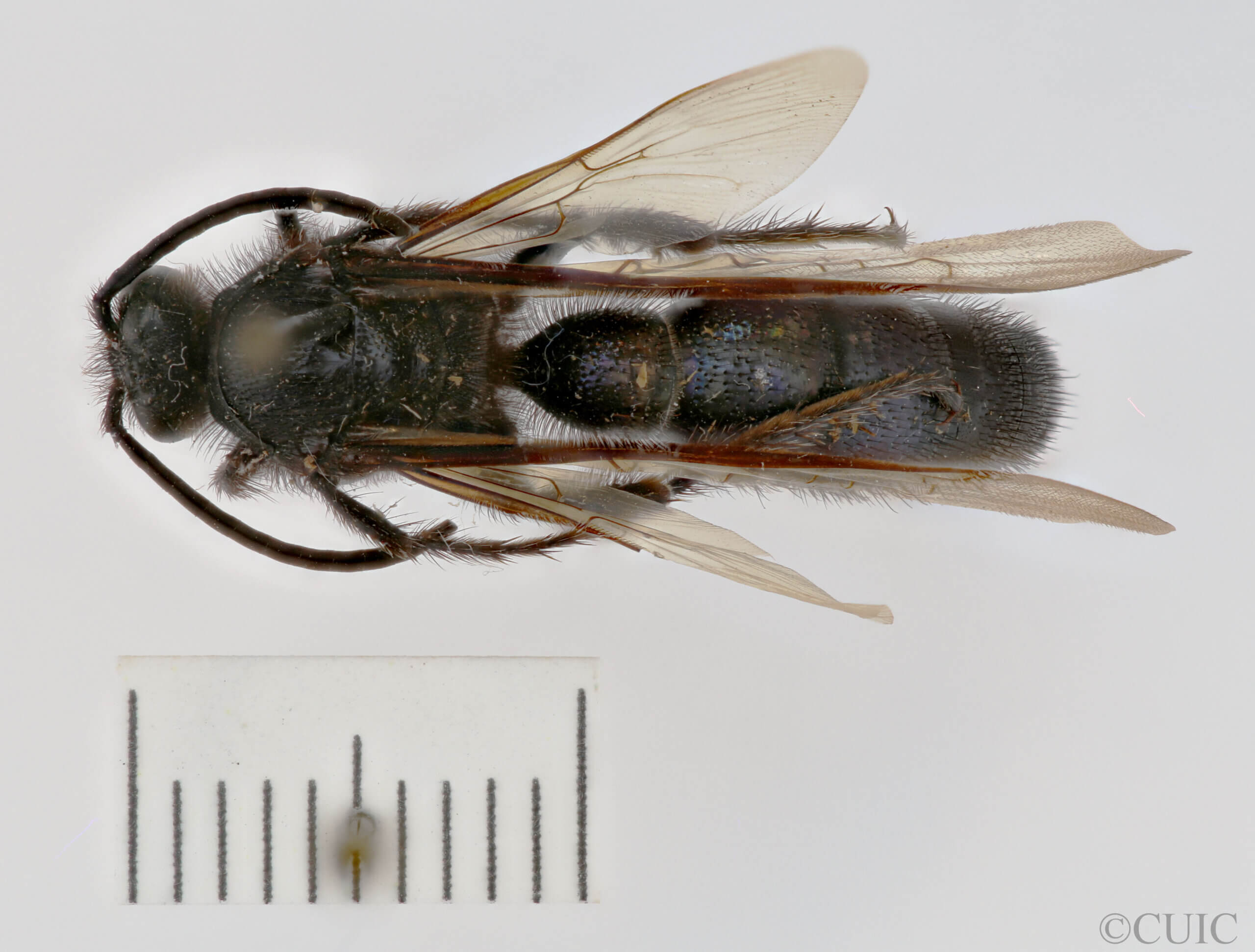 dorsal view of adult Campsomeris sanctae-theresa