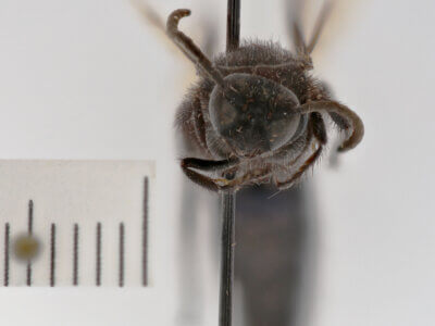 adult Campsomeris sanctae-theresa