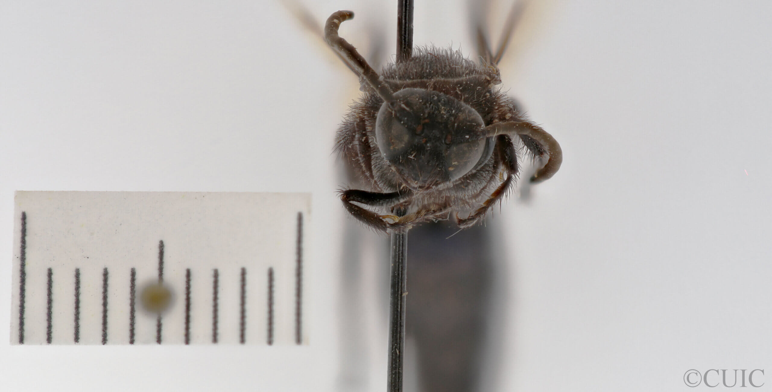 adult Campsomeris sanctae-theresa