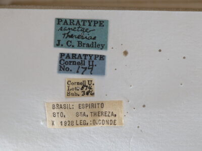 label view of adult Campsomeris sanctae-theresa