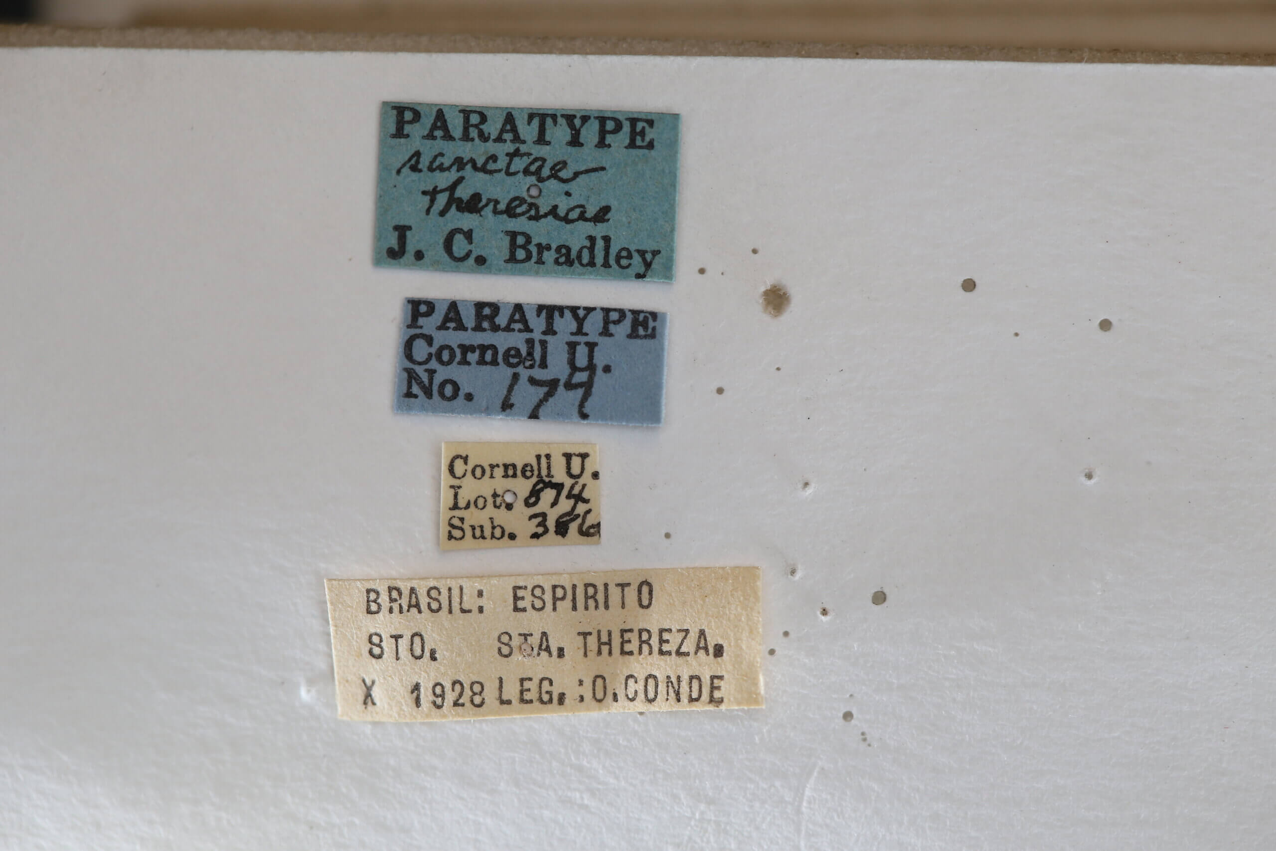 label view of adult Campsomeris sanctae-theresa