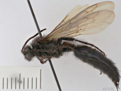 lateral view of adult Campsomeris sanctae-theresa