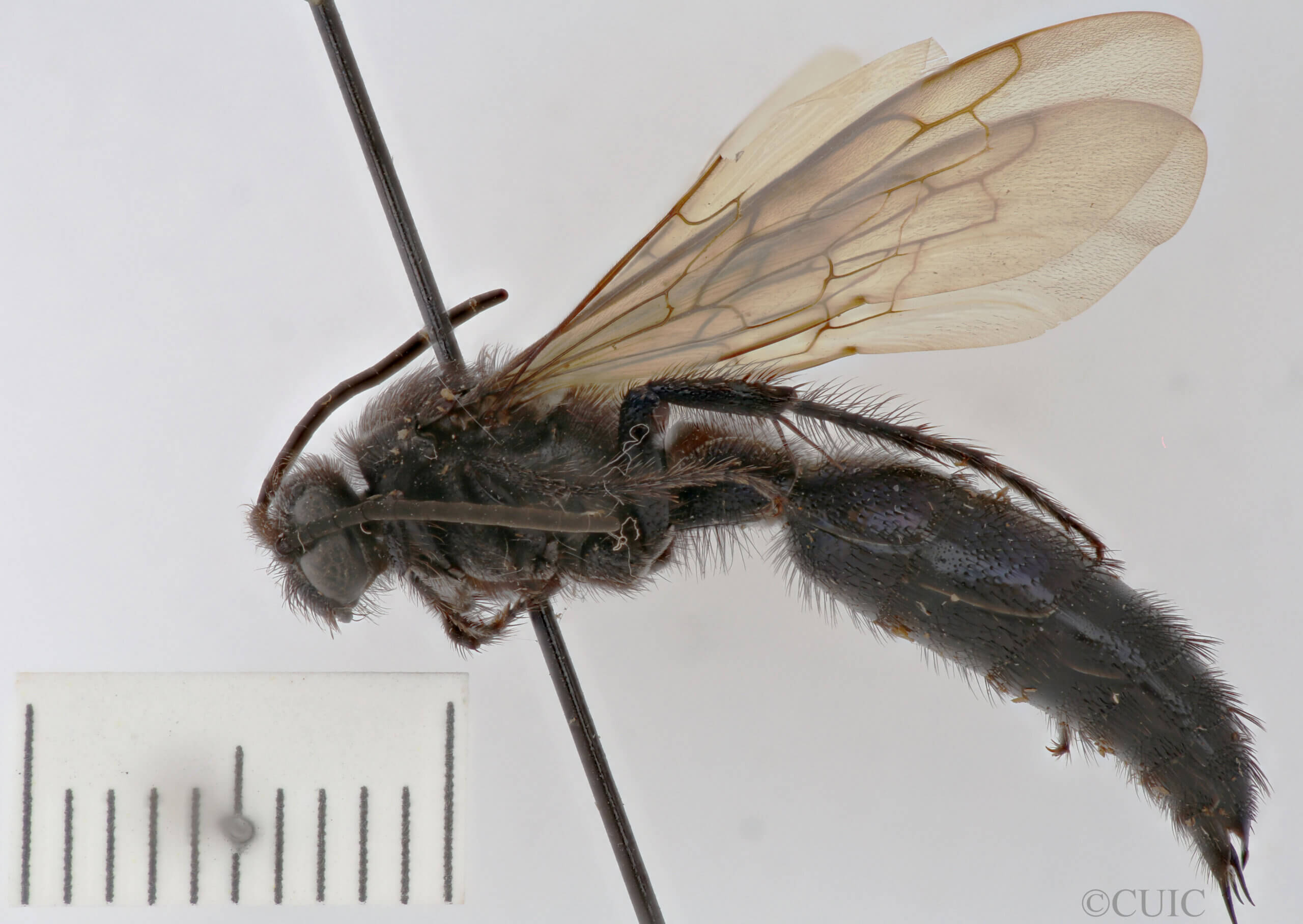 lateral view of adult Campsomeris sanctae-theresa