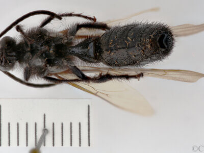 ventral view of adult Campsomeris sanctae-theresa