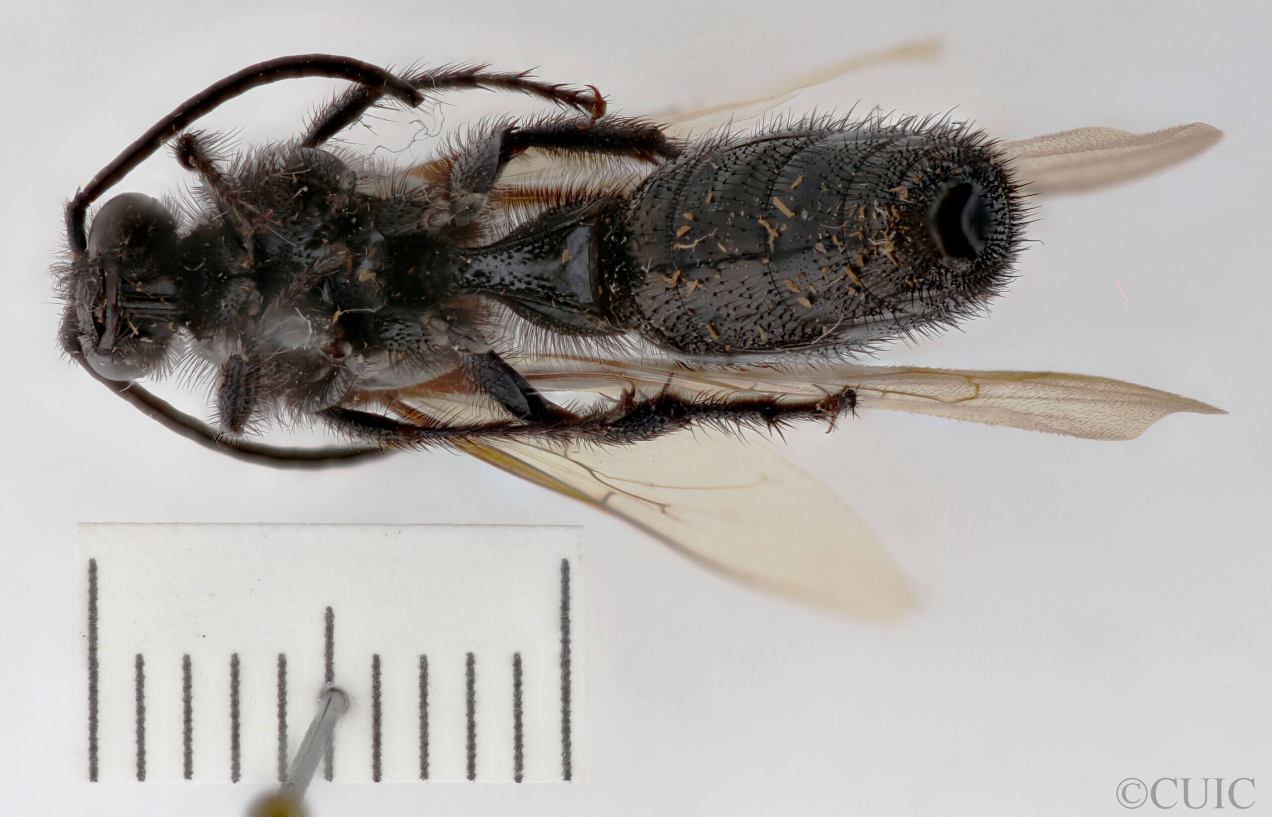 ventral view of adult Campsomeris sanctae-theresa