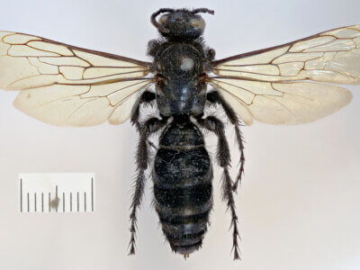 dorsal view of adult Campsomeris servellei