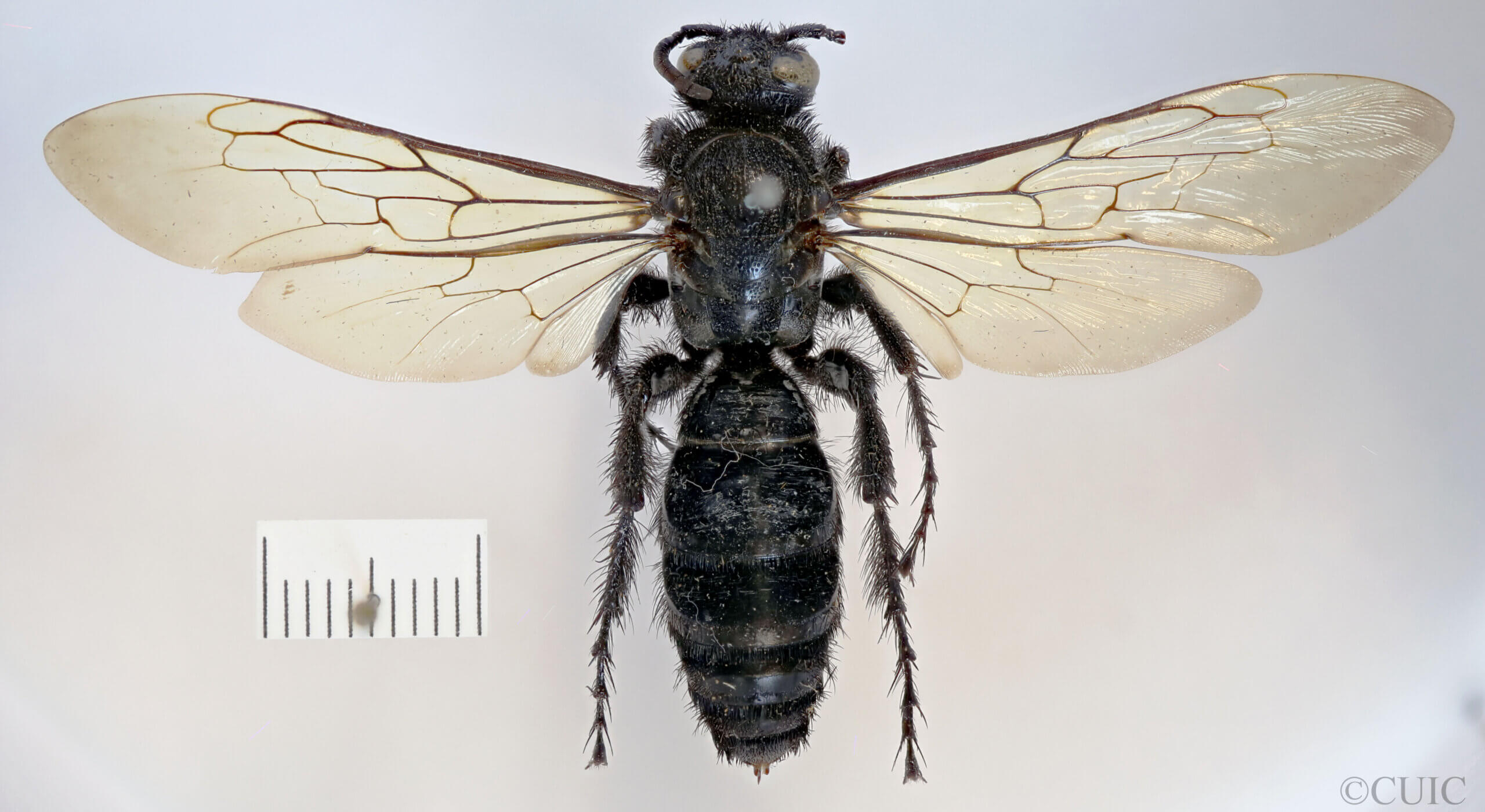 dorsal view of adult Campsomeris servellei