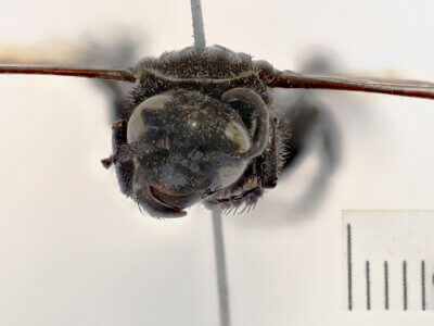 adult Campsomeris servellei