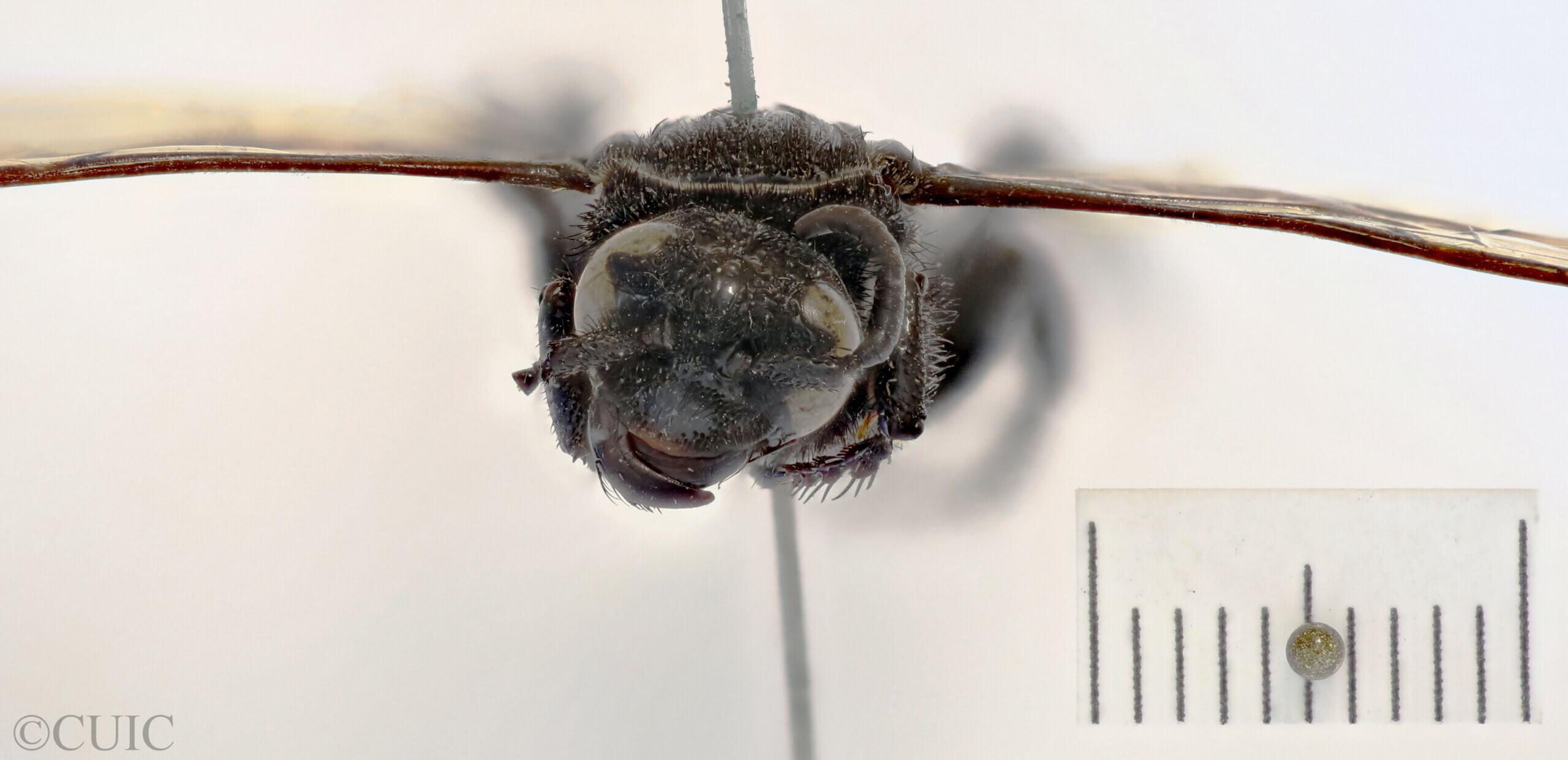 adult Campsomeris servellei