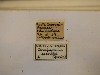 label view of adult Campsomeris servellei