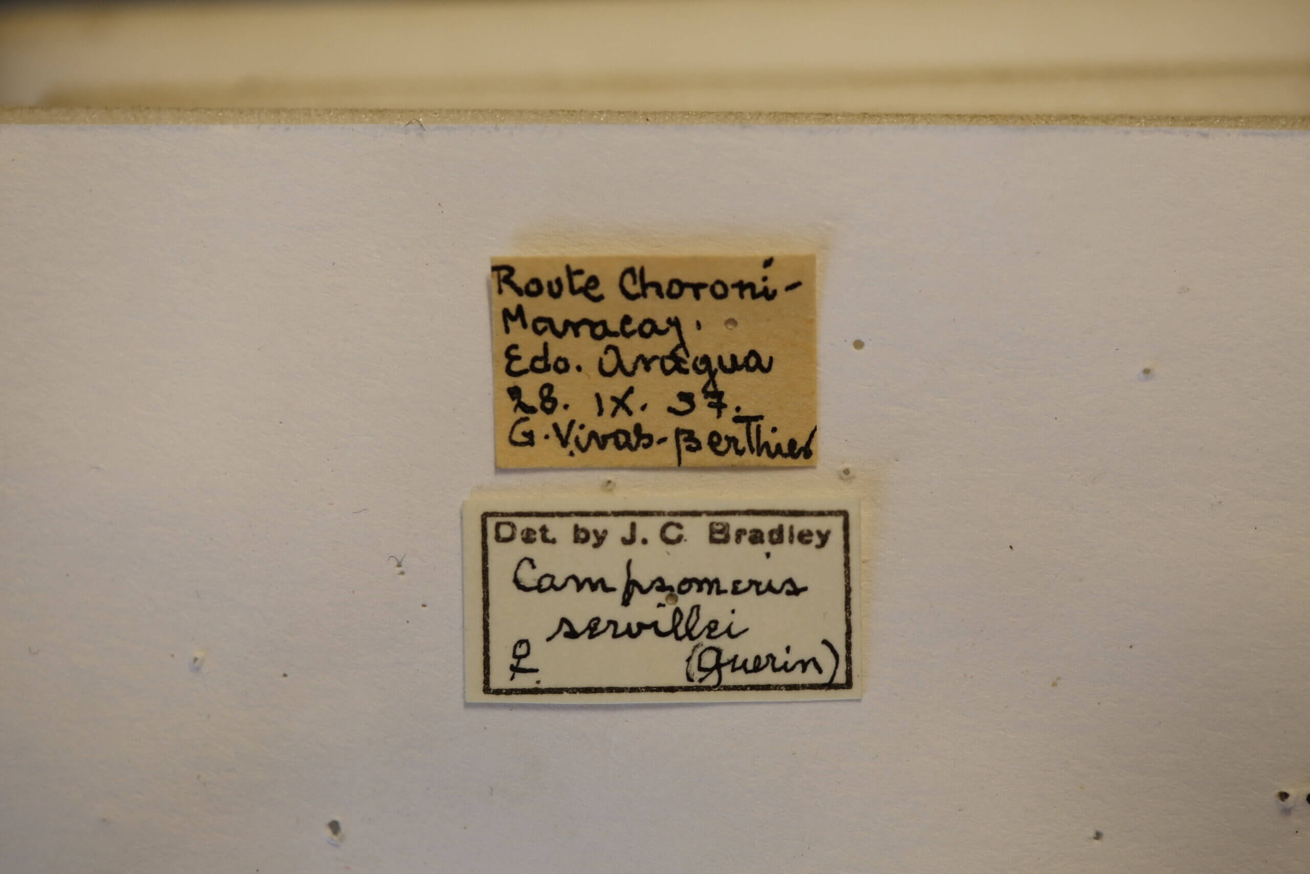 label view of adult Campsomeris servellei