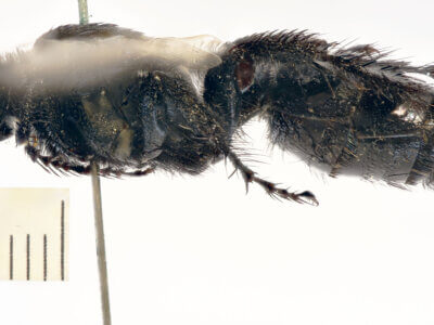 lateral view of adult Campsomeris servellei