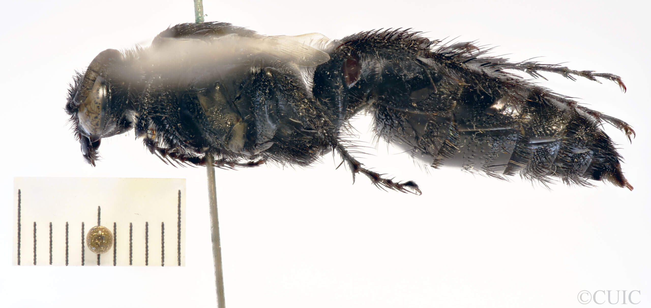 lateral view of adult Campsomeris servellei