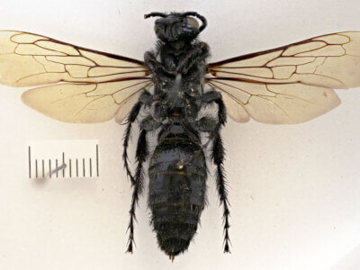 ventral view of adult Campsomeris servellei