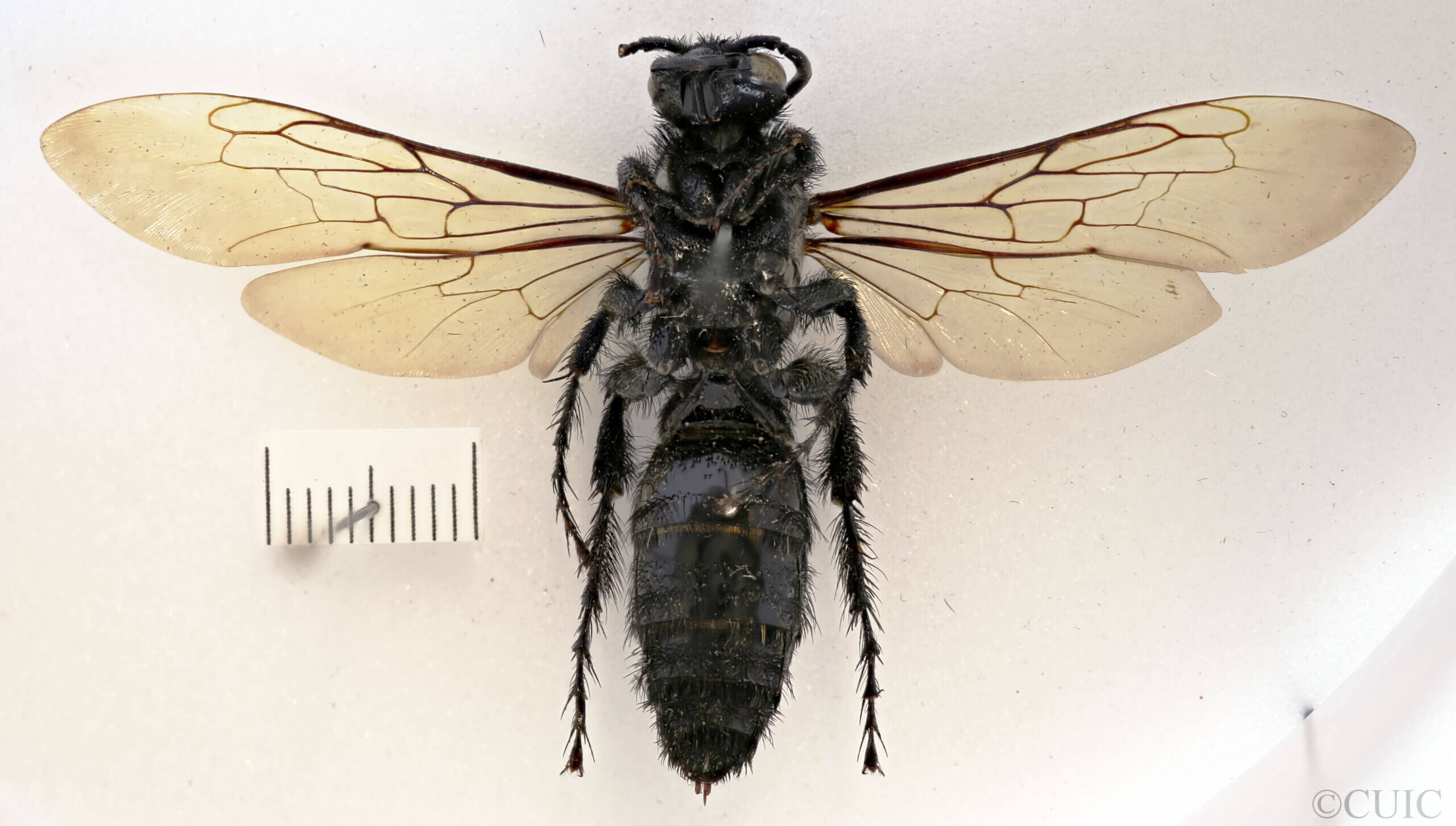 ventral view of adult Campsomeris servellei