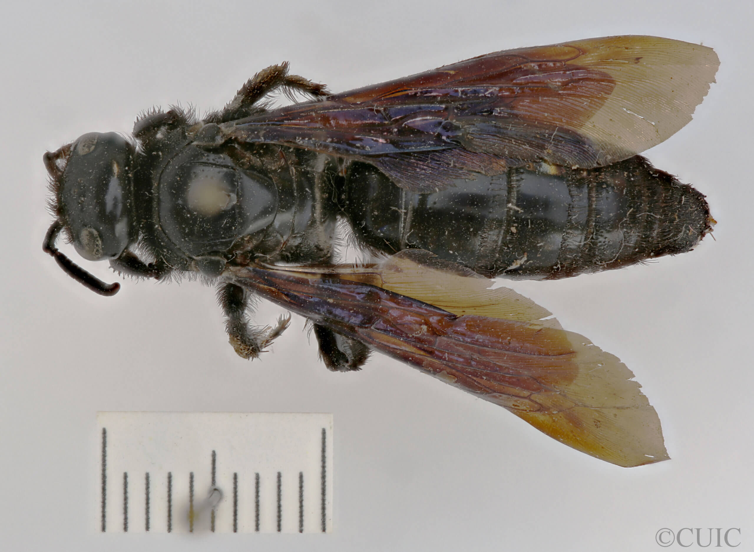 dorsal view of adult Campsomeris tenebrica
