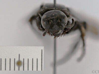 adult Campsomeris tenebrica