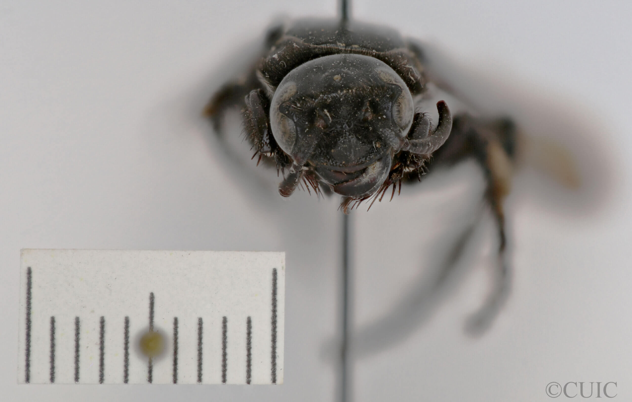 adult Campsomeris tenebrica