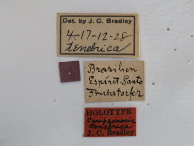 label view of adult Campsomeris tenebrica