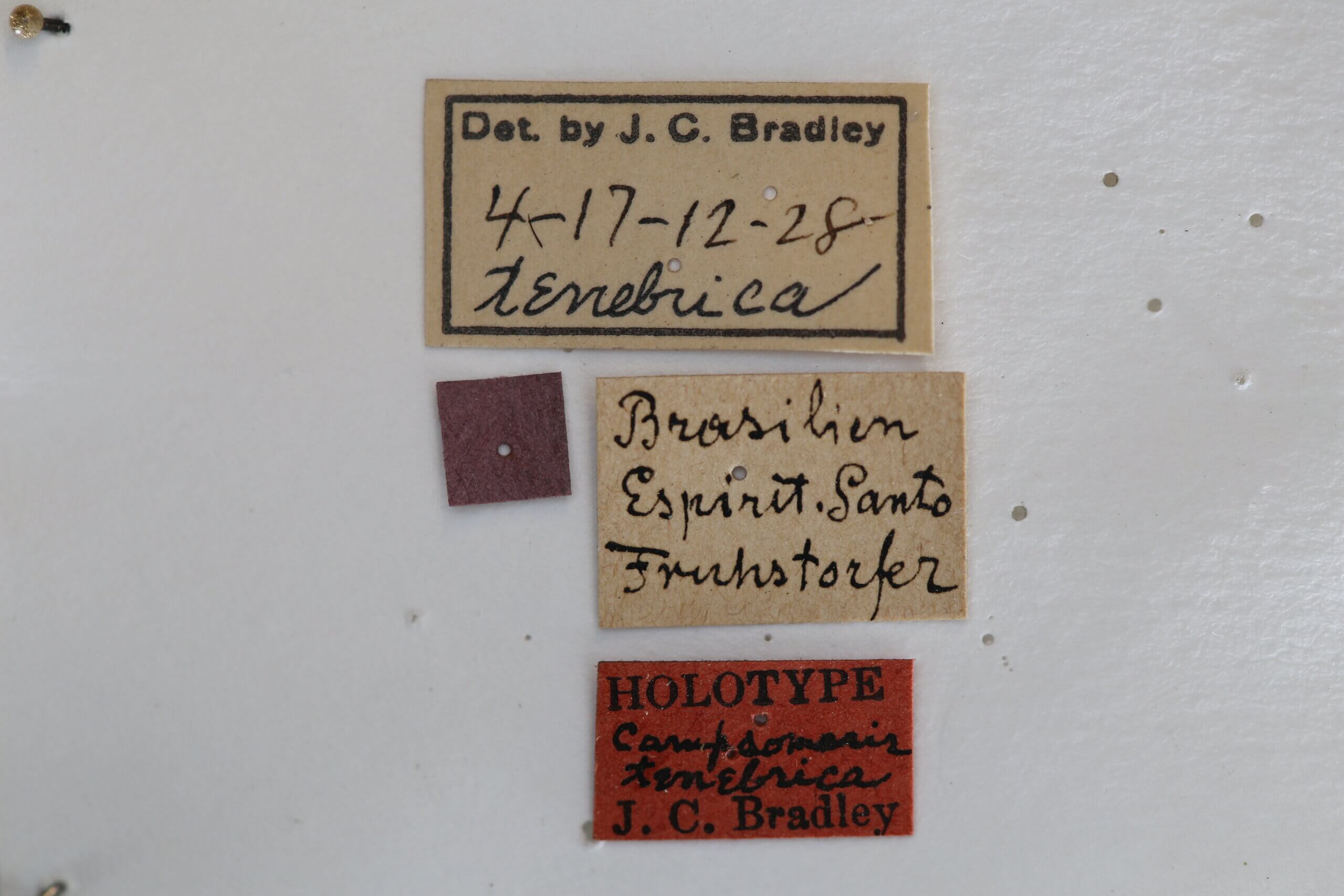 label view of adult Campsomeris tenebrica