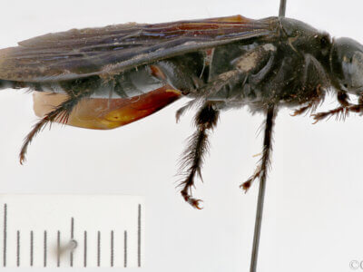 lateral view of adult Campsomeris tenebrica