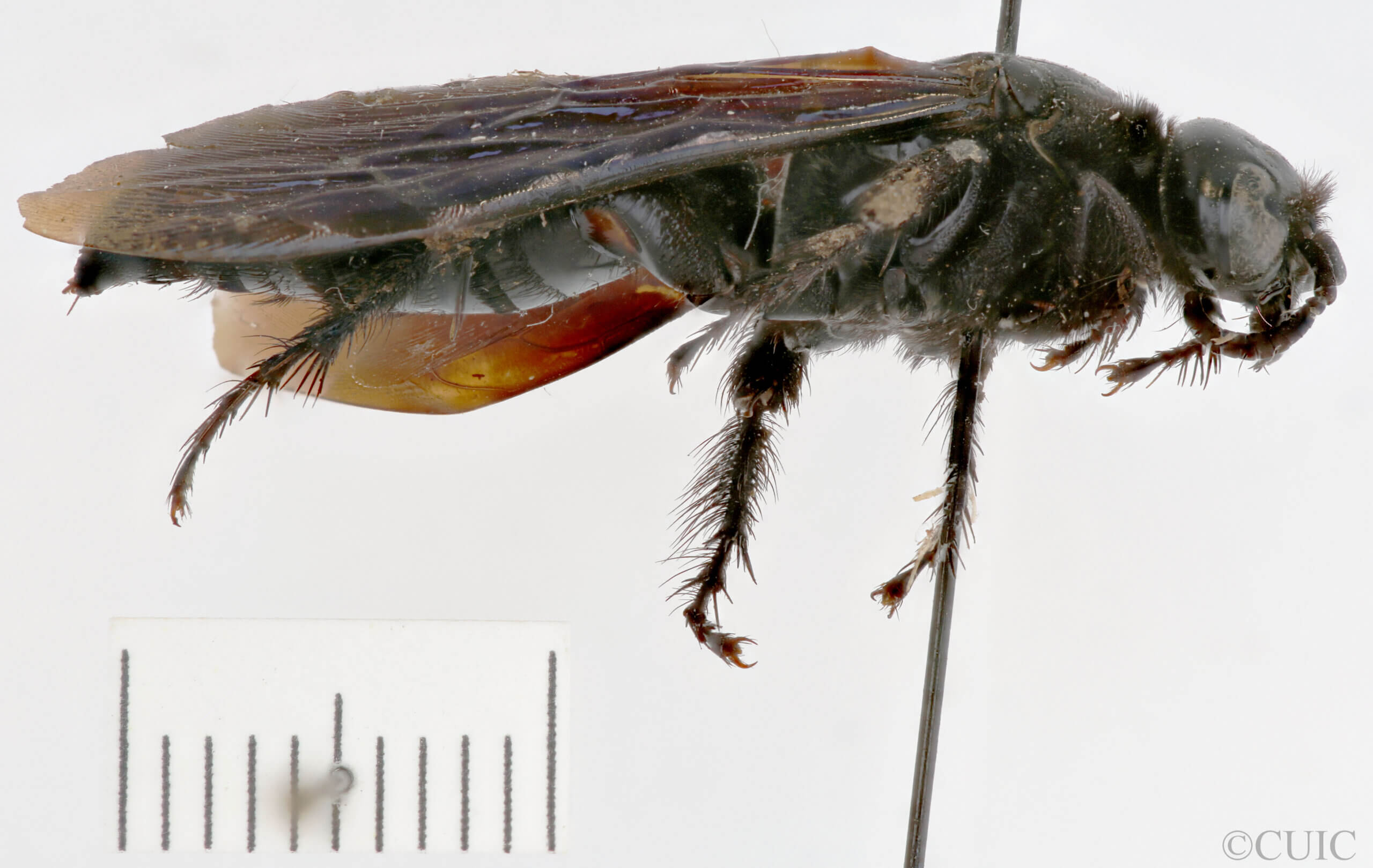 lateral view of adult Campsomeris tenebrica